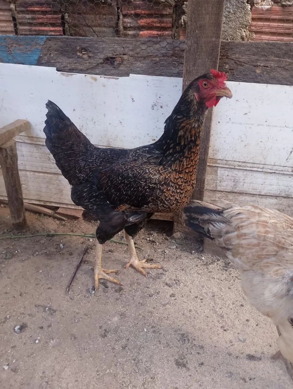 Galinha Caipira