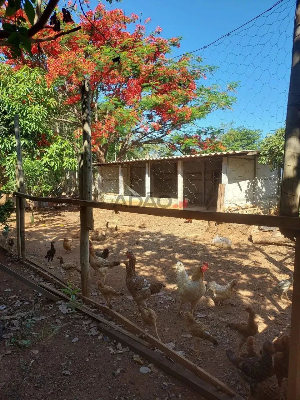 Chacara em Aragoiania Chácara à Venda, 3256.00 por R$ 350000.00 AD35979 - Foto 11