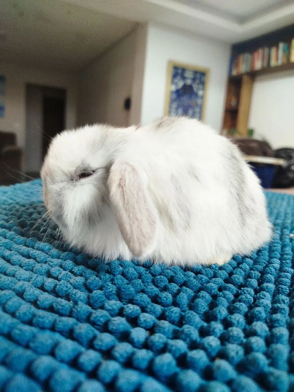 Filhote coelho mini lop