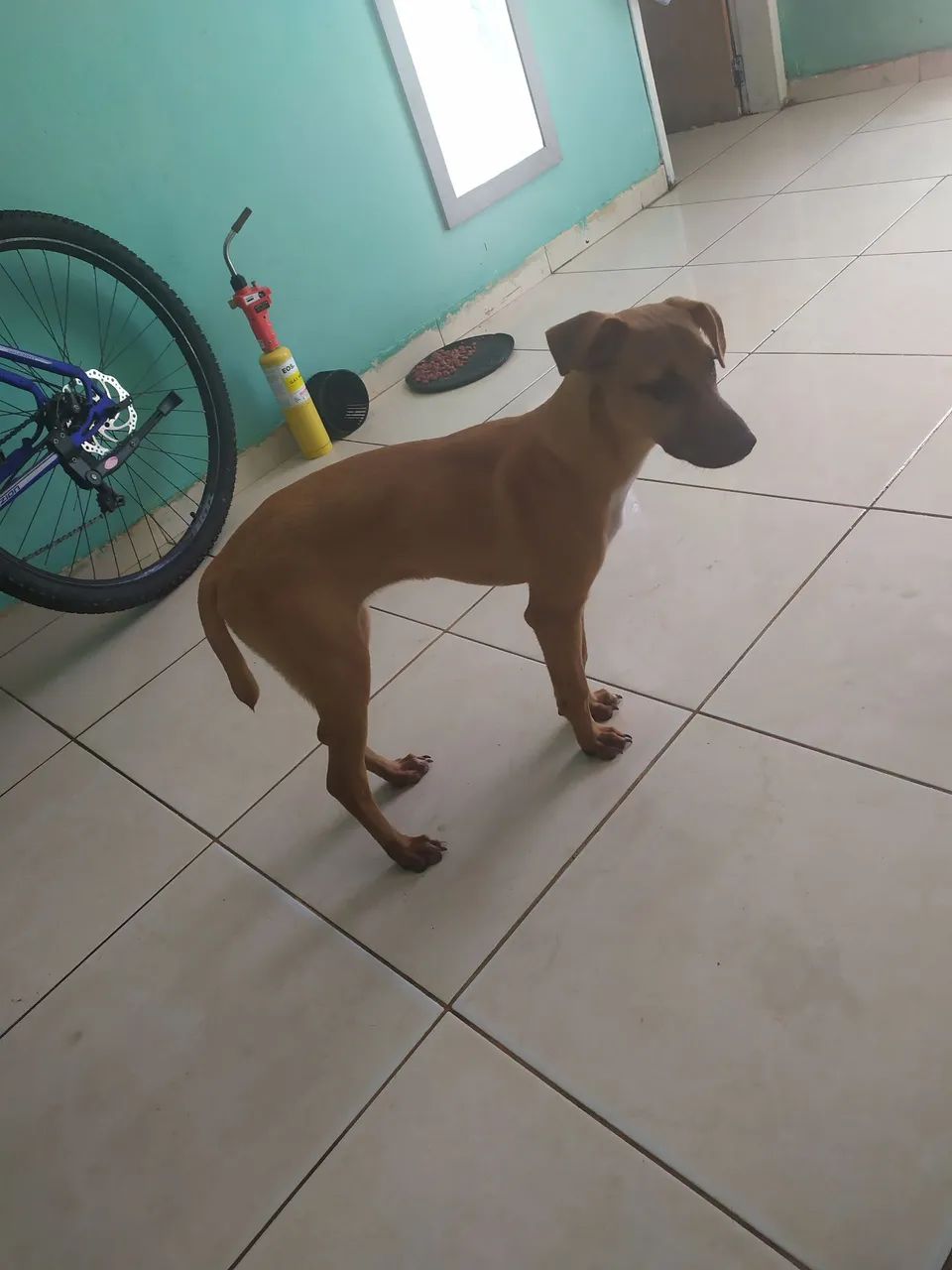 Doasse Cachorra  - Foto 2