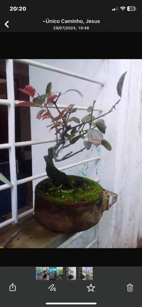 BONSAI de Juca Pau Ferro 25 Anos - Foto 4
