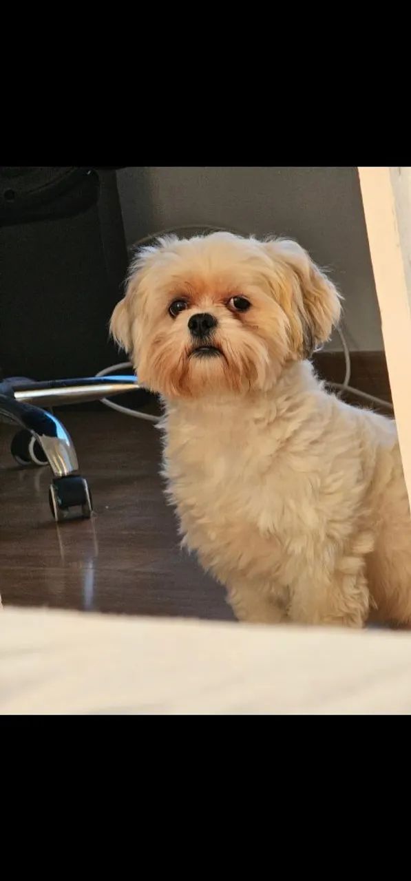 Lhasa Apso para doação