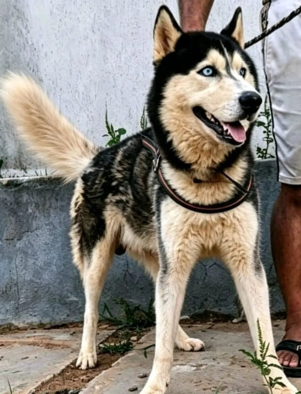 Hucky Siberiano macho  - Foto 2