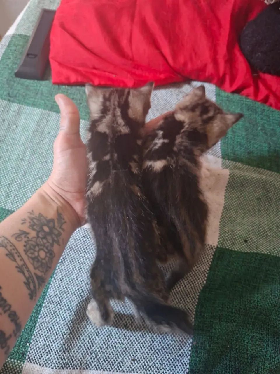 Gatinhos carinhosos. Pelagem rara. De tigre