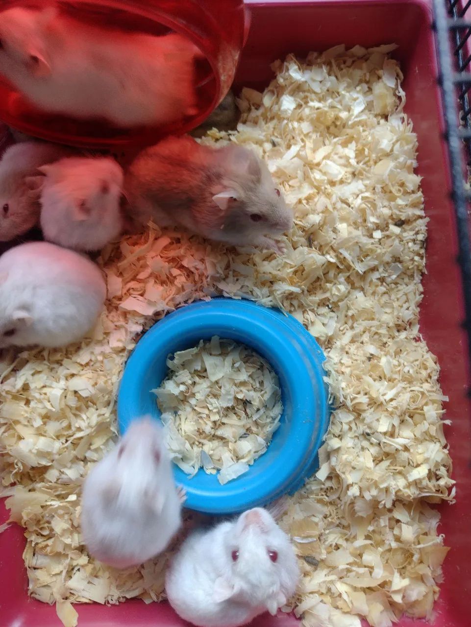 Hamster Anão russo filhotes - Foto 5