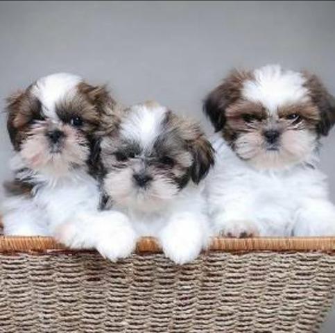 Belos Shih Tzu entregamos em sua residência