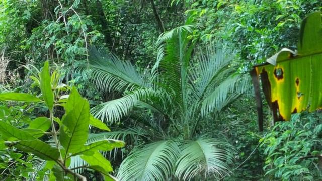 Sítio de 14 alqueires ou 68.320 hectares em Silva Jardim RJ - Foto 18