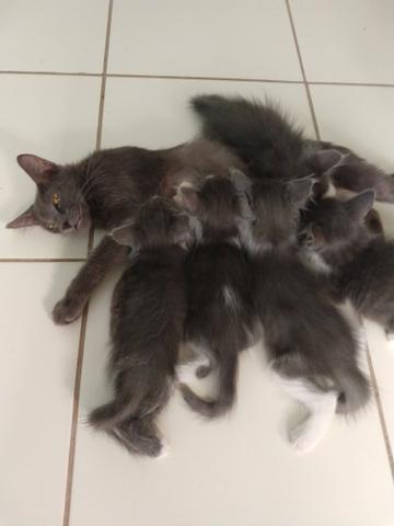 Gato