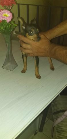 Vendo lindo pinscher 0 com 1