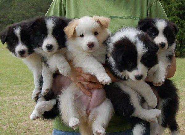 Border Collie a Pronta Entrega