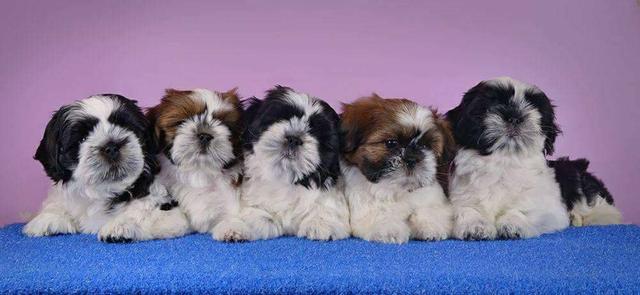 Alta Genética de shih tzu