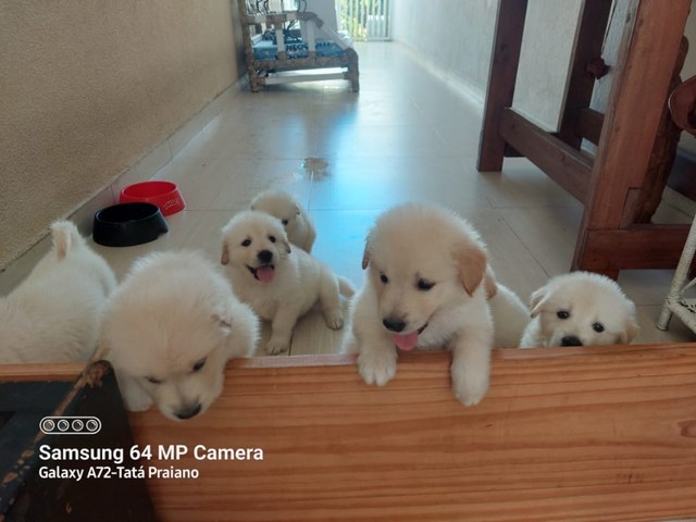 Filhotes samoieda e golden retrivez mistura dos dois