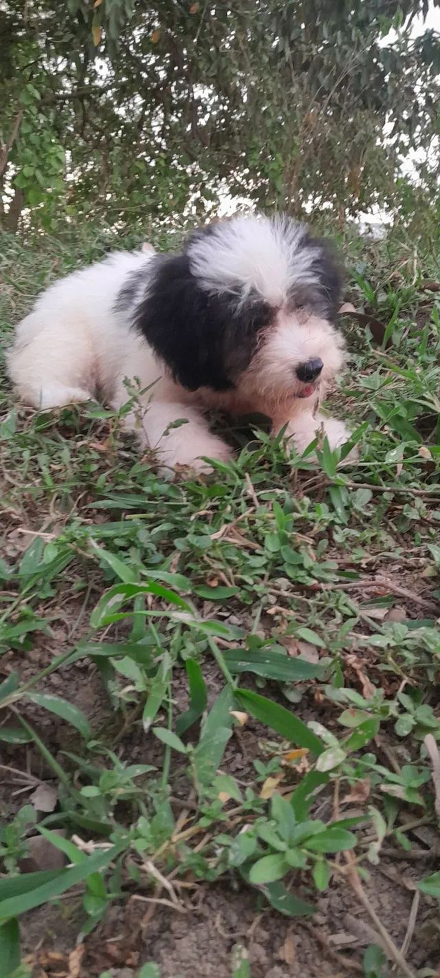 Filhotes de Shih tzu Lhasa - Cachorros e acessórios - Muribeca