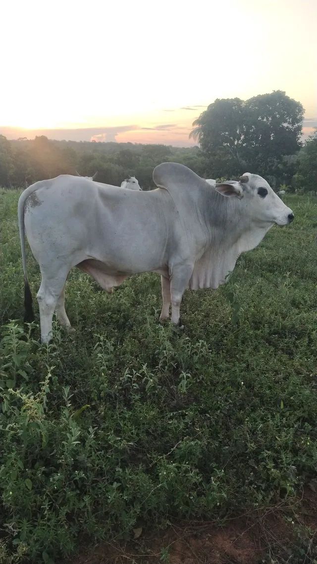 Touro nelore (oportunidade) - Foto 2