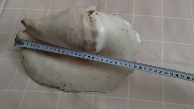 Concha Do Mar Grande 29cm Orelha De Elefante Natural #av - Foto 3