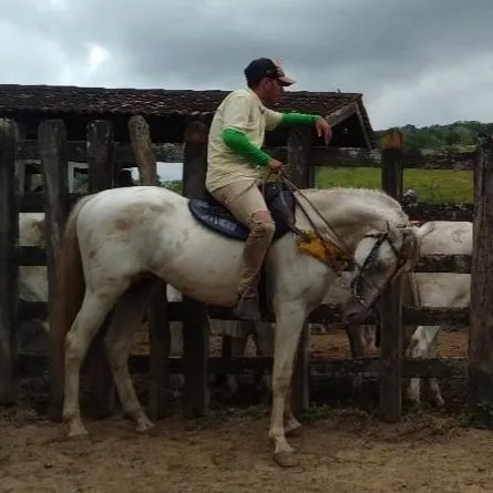 Cavalo para venda - Foto 3