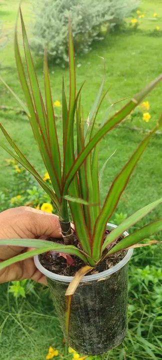 Coqueiro Anão produtivo * - Foto 4