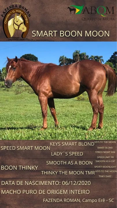Cavalo Quarto de Milha PO
