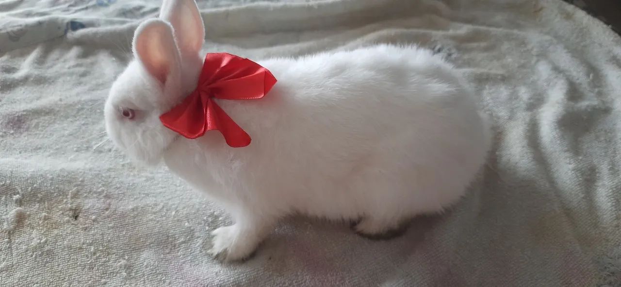 Raça Netherland Dwarf, ? pai e mãe no local!! Pronto para o Novo Lar! - Foto 2