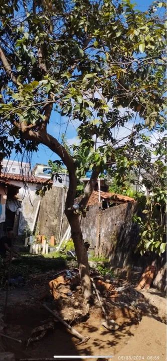 Poda e corte de árvores e palmeiras 