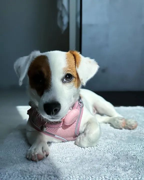 Jack Russell filhote o cãozinho do máscara, filhotes com garantias