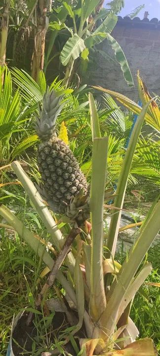 Coqueiro Anão produtivo * - Foto 6