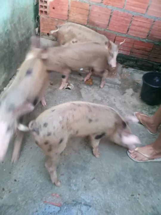 Venda de porcos  - Foto 3