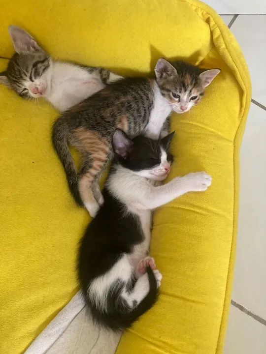 Gatinhos fofinhos para adoção