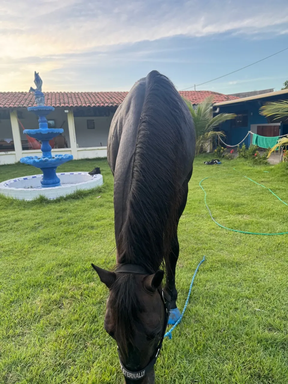 Haras 8 lotes , ótima localização , rua calçada .