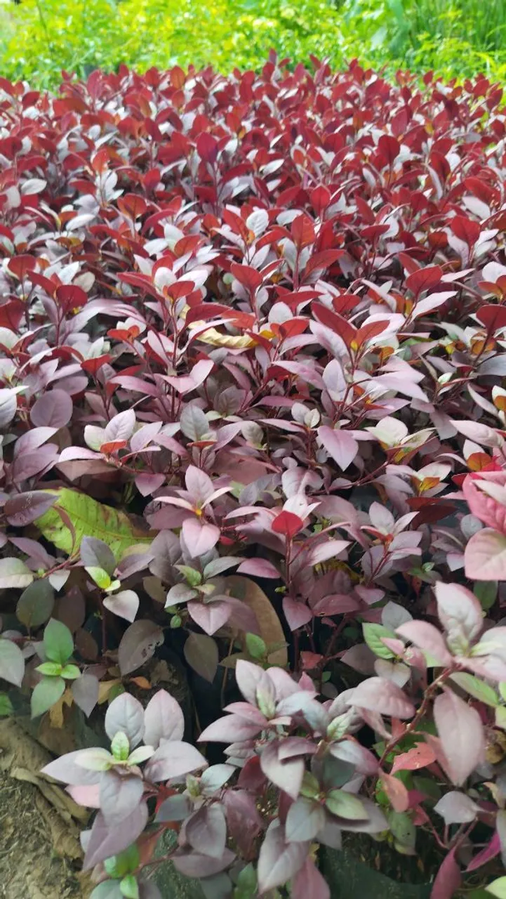 Mudas e plantas : Beleza e Cor para seu Jardim