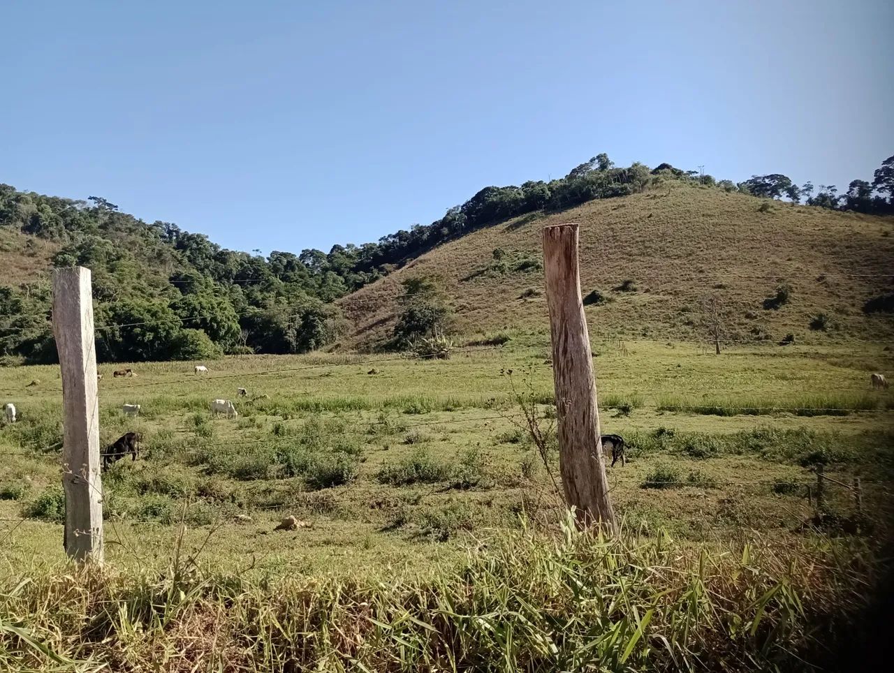 Fazenda disponível com 800 hectares. - Foto 4