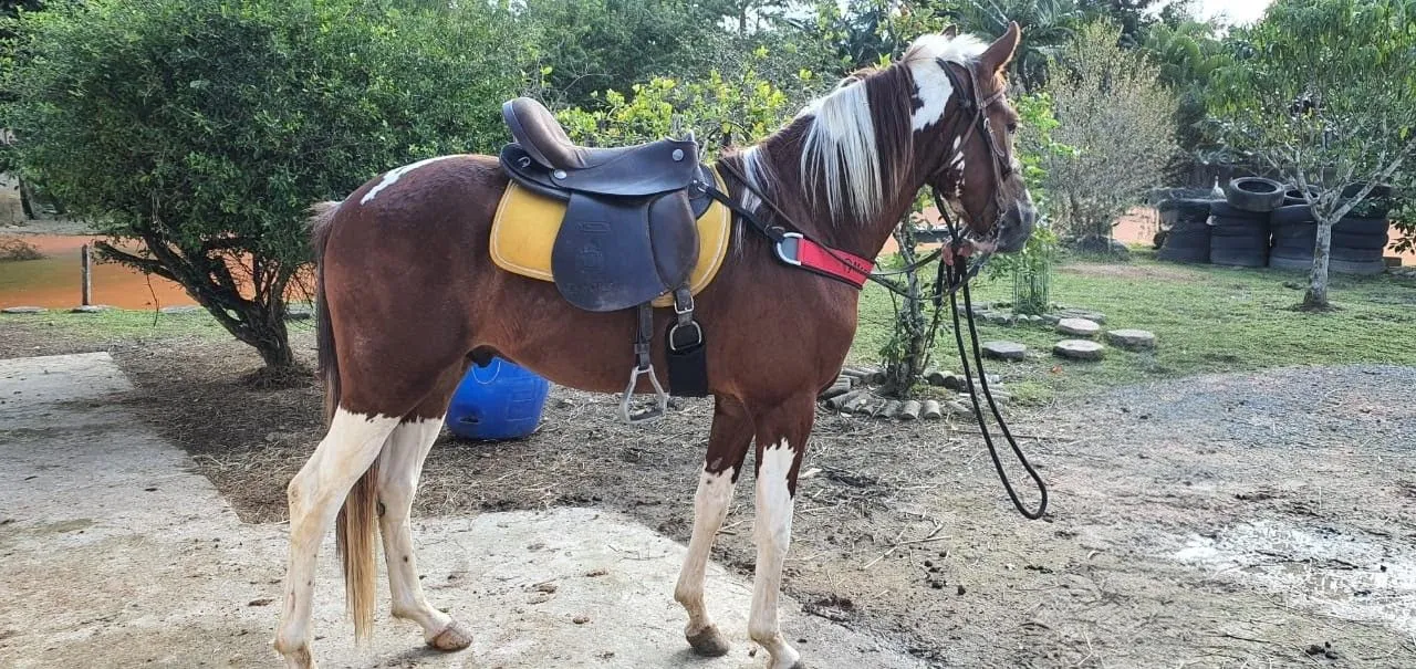 CAVALO pampa e CHARRETE para venda