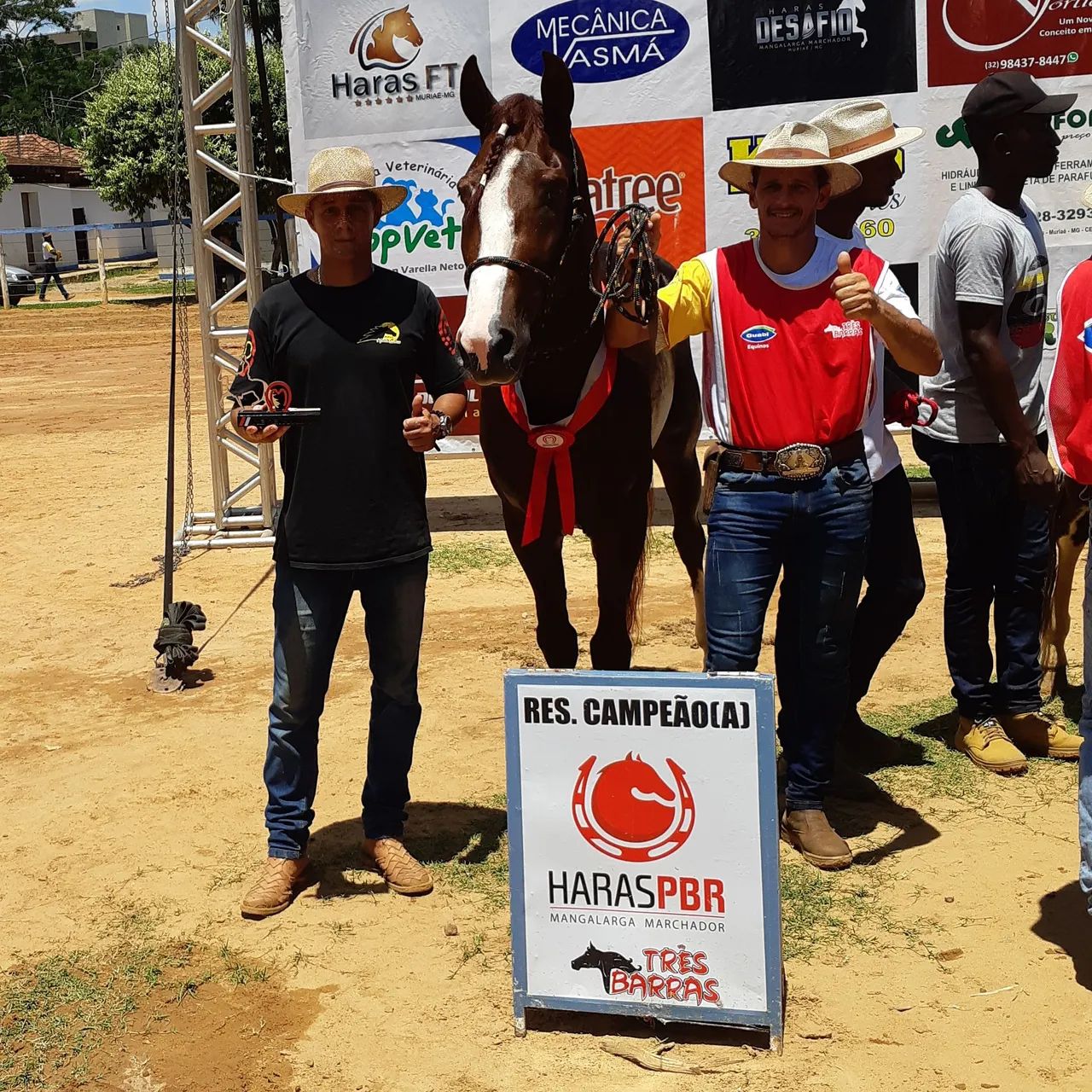Cavalo Mangalarga Marchador - Foto 4