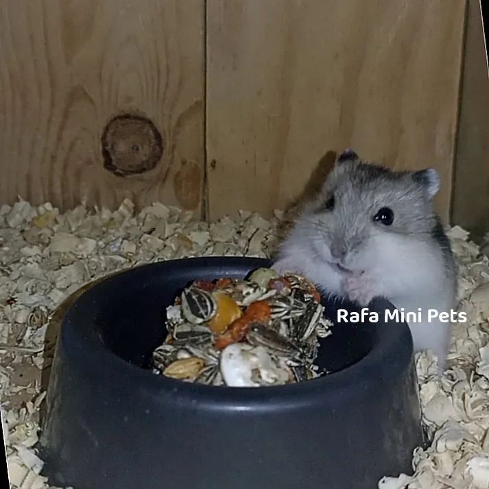 Filhote Hamster Anão