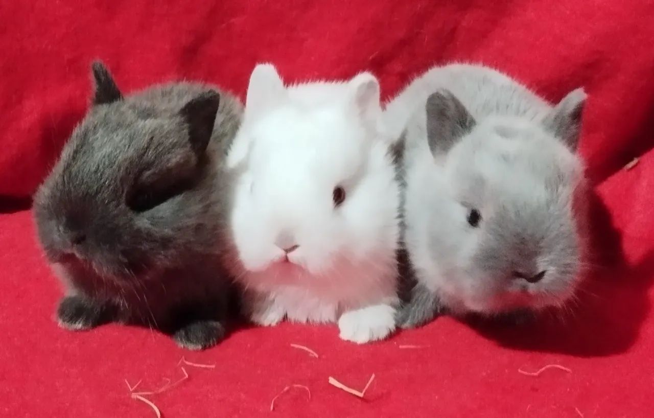 Mini coelho anão netherland dwarf linhagem importada 