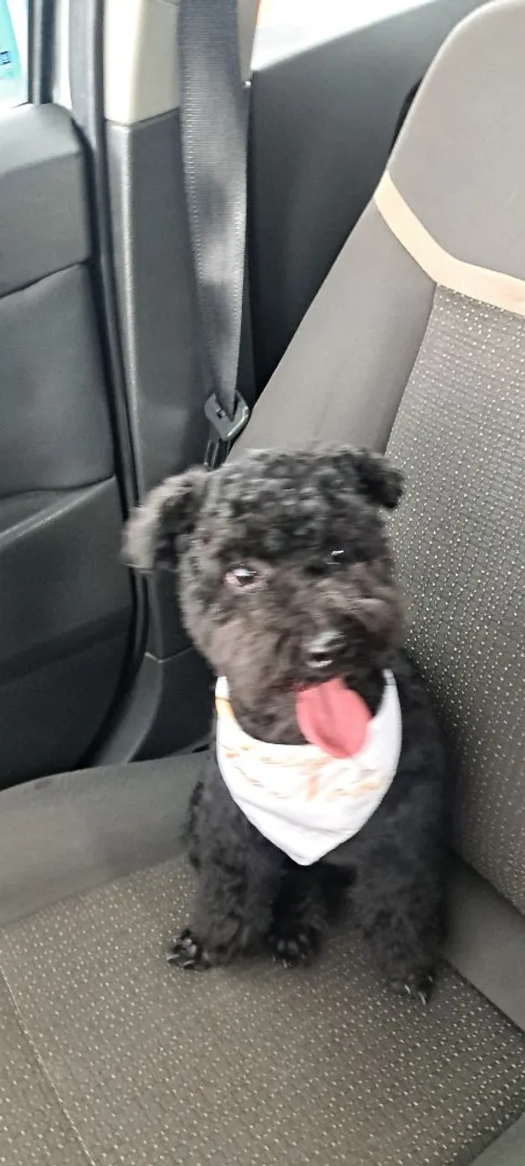 Poodle toy de 1 ano.