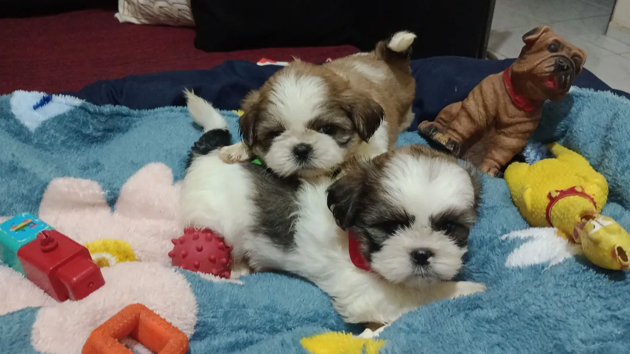 Filhotes Shih Tzu fofinhos e brincalhões!