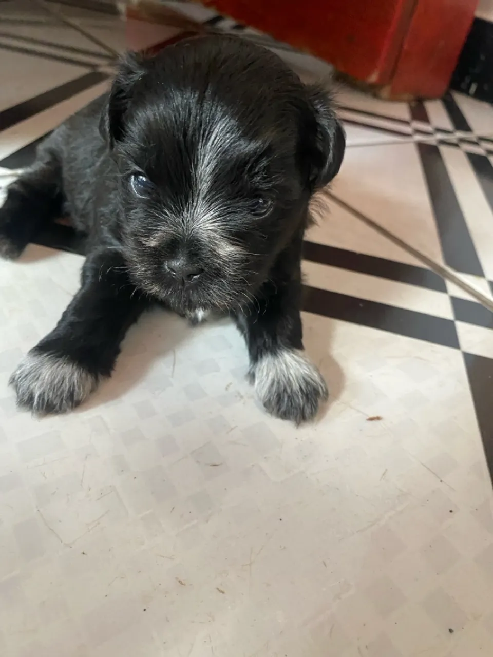 Filhotes de Shih Tzu - Nascidos em 13/5/25