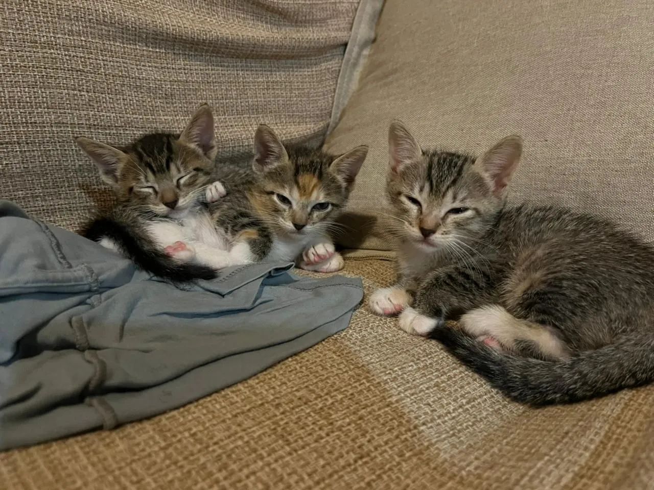 Doação responsável de gatinhos filhotes  - Foto 5