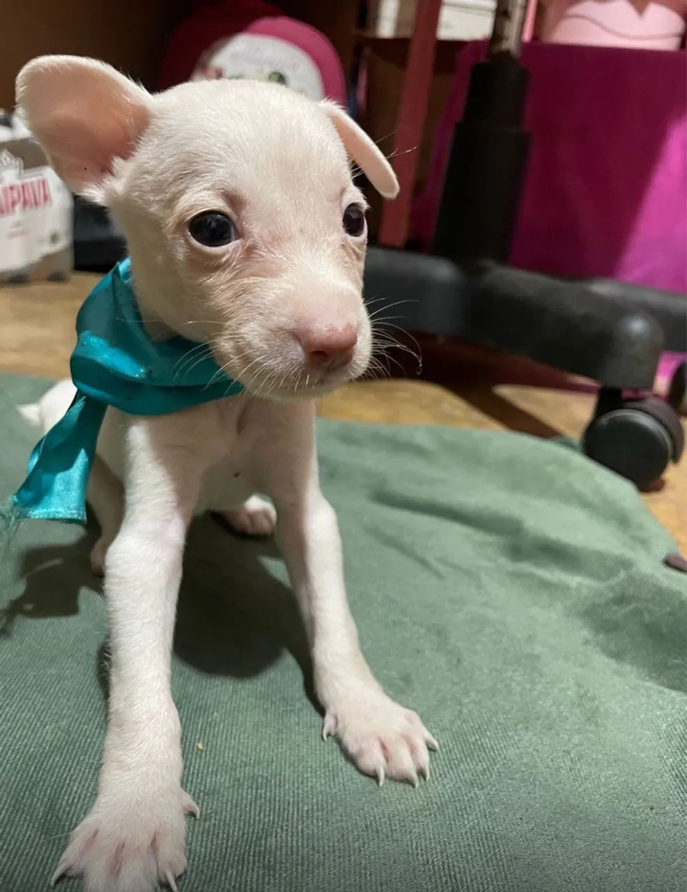 Filhote de chihuahua a venda