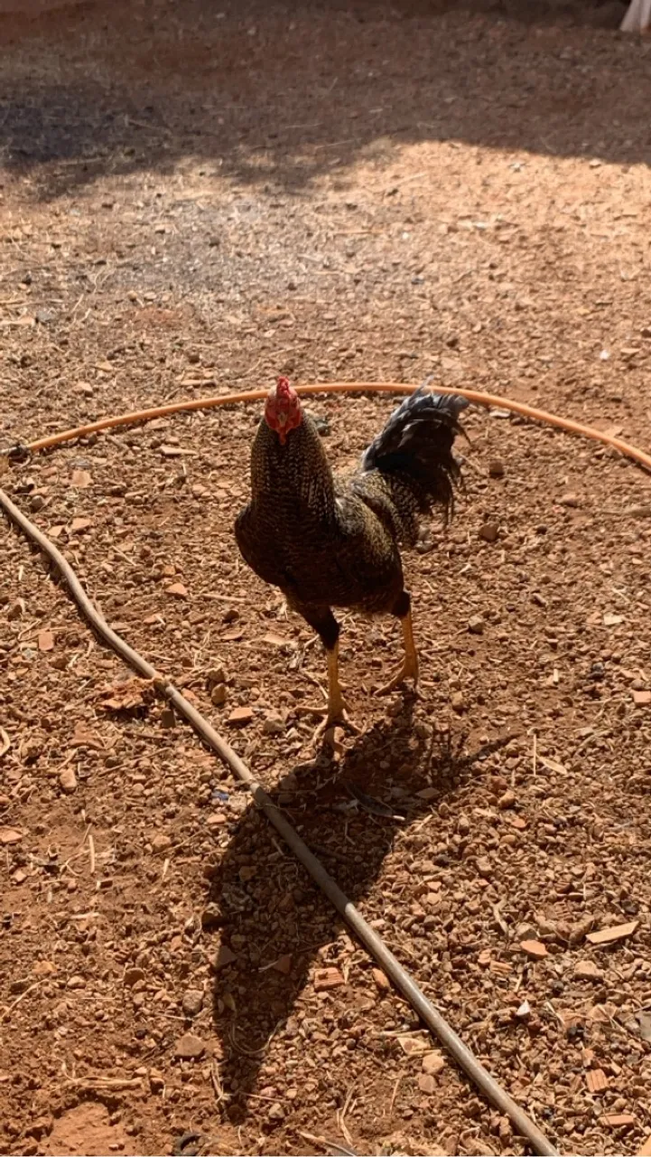 Galo de granja