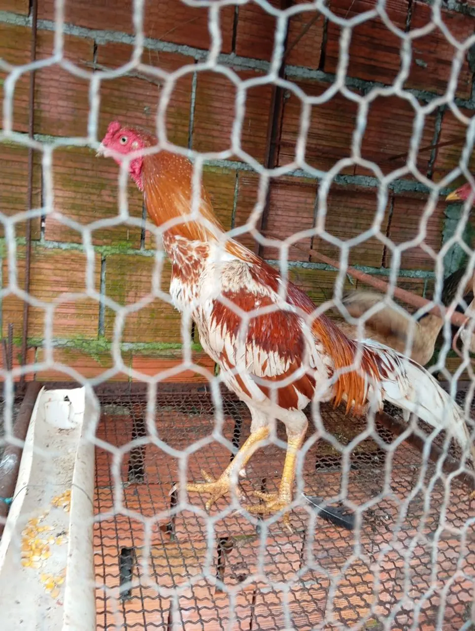 Galo indo