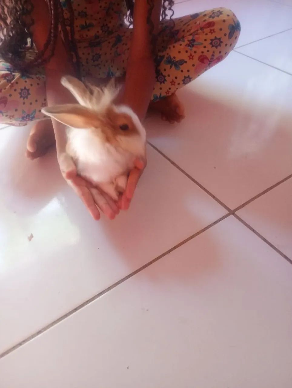 Coelhinho Angorá - Foto 2