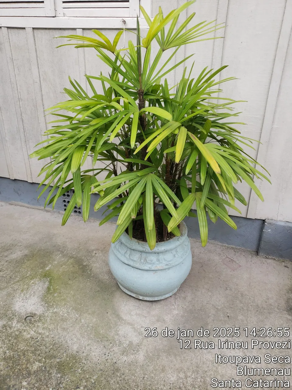 Planta decorativa em vaso