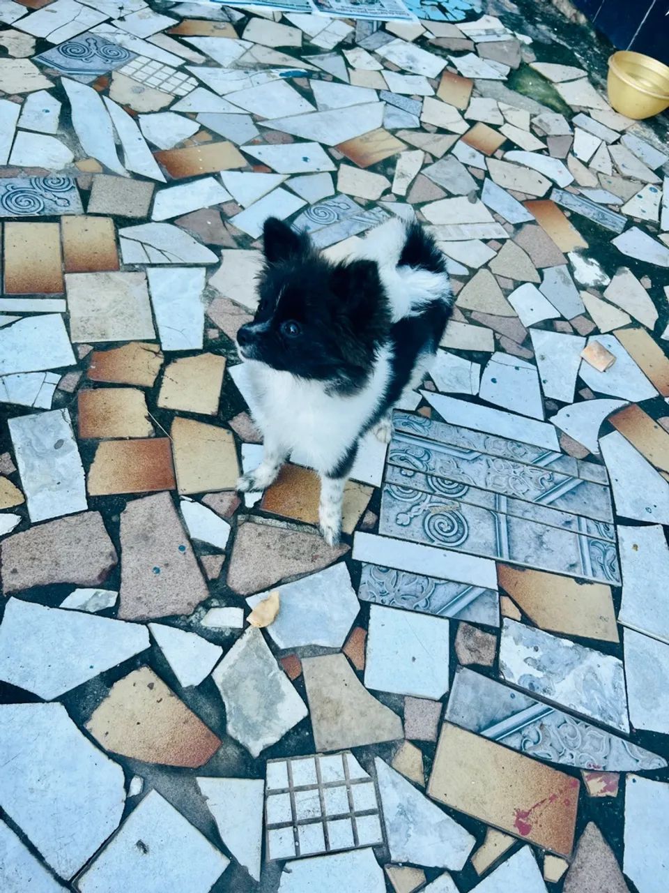 Spitz alemão - ParteColor de laranja - anã