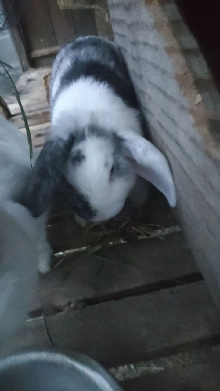 Mini Coelho - Raça Pura (Mini Lop e Netherland Dwarf) dócil - Foto 4