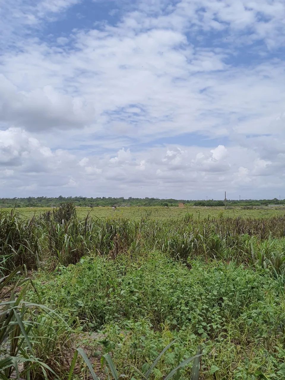 Ótima Granja com 16 hectares na região de Vera cruz