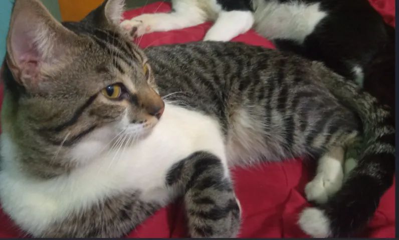 Procura-se gato perdido, Itararé, Vitória ES.