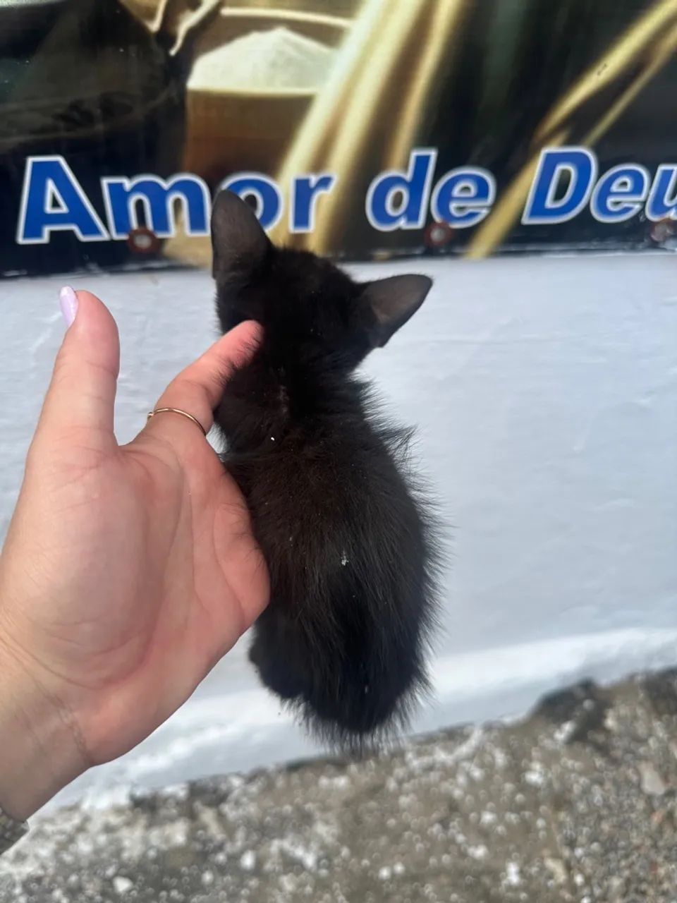 Adote um panterinha bebê solitário das ruas 