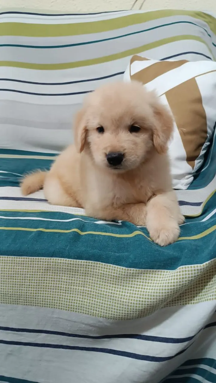 Filhote Golden Retriever